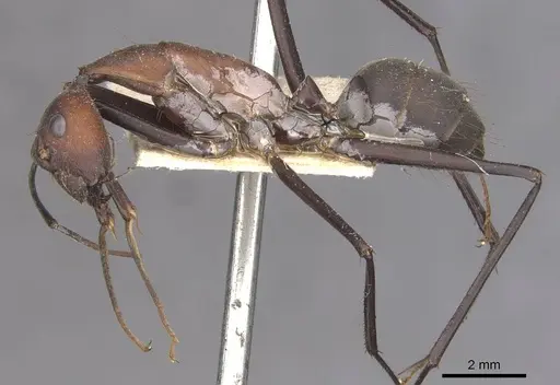Camponotus angusticollis specimen CASENT0910083 image casent0910083_3