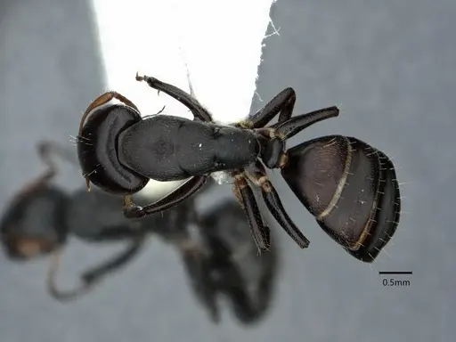 Camponotus annulatus specimen CASENT0844555 image casent0844555_1