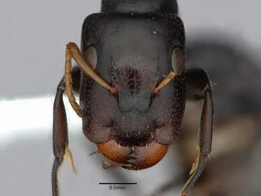 Camponotus annulatus specimen CASENT0844555 image casent0844555_2