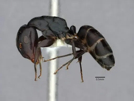 Camponotus annulatus specimen CASENT0844555 image casent0844555_3