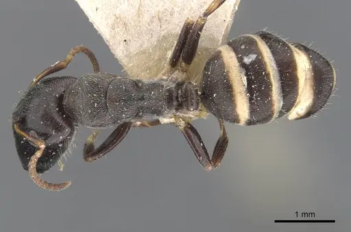 Camponotus annulatus specimen CASENT0911656 image casent0911656_1