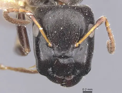 Camponotus annulatus specimen CASENT0911656 image casent0911656_2