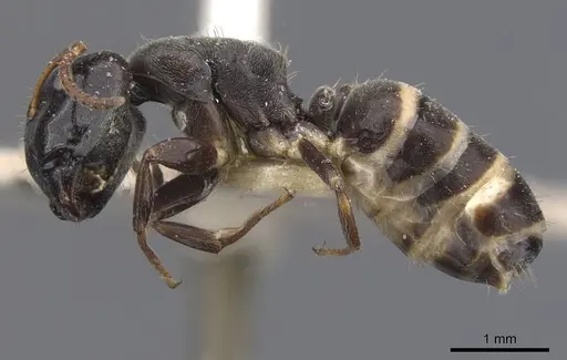 Camponotus annulatus specimen CASENT0911656 image casent0911656_3