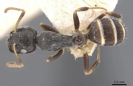 Camponotus annulatus specimen CASENT0911657 image casent0911657_1