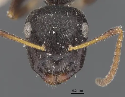 Camponotus annulatus specimen CASENT0911657 image casent0911657_2