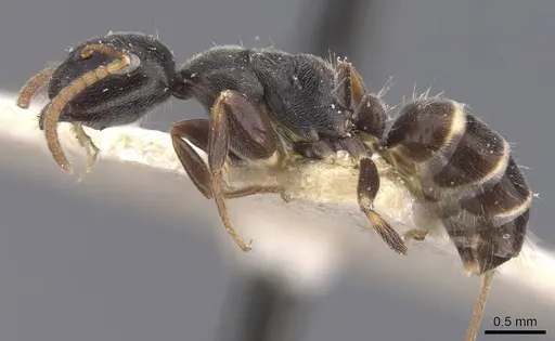 Camponotus annulatus specimen CASENT0911657 image casent0911657_3
