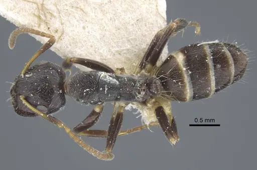 Camponotus annulatus specimen CASENT0917165 image casent0917165_1