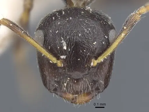 Camponotus annulatus specimen CASENT0917165 image casent0917165_2