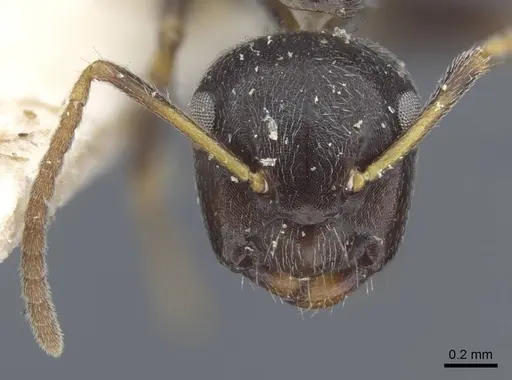 Camponotus annulatus specimen CASENT0917165 image casent0917165_3