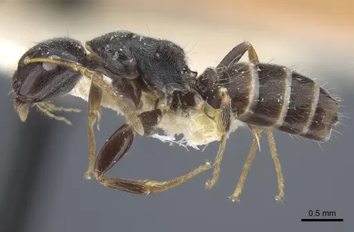 Camponotus annulatus specimen CASENT0917165 image casent0917165_4
