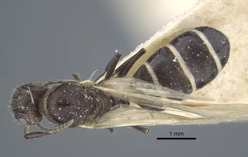 Camponotus annulatus specimen CASENT0917166 image casent0917166_1