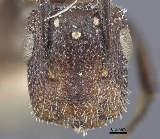 Camponotus annulatus specimen CASENT0917166 image casent0917166_2