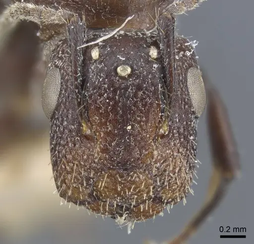 Camponotus annulatus specimen CASENT0917166 image casent0917166_3