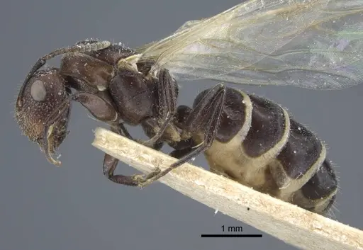 Camponotus annulatus specimen CASENT0917166 image casent0917166_4
