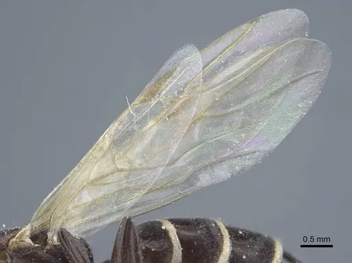 Camponotus annulatus specimen CASENT0917166 image casent0917166_5