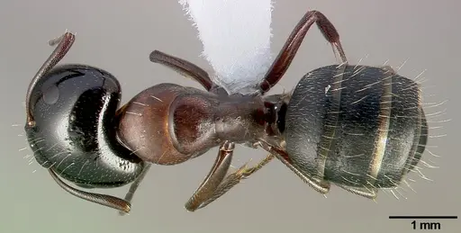Camponotus anthrax specimen CASENT0005339 image casent0005339_1