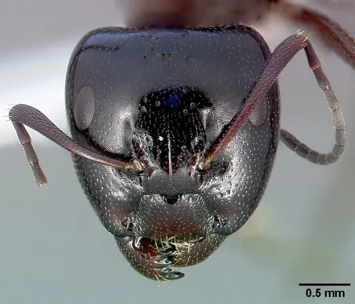 Camponotus anthrax specimen CASENT0005339 image casent0005339_2