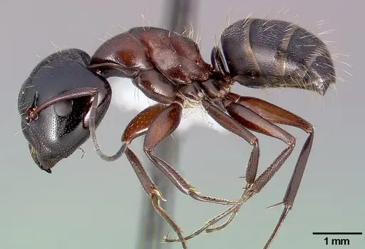 Camponotus anthrax specimen CASENT0005339 image casent0005339_3