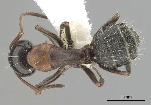 Camponotus anthrax specimen CASENT0249363 image casent0249363_1