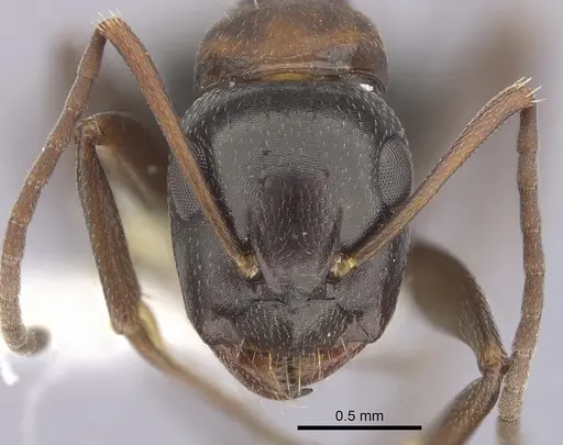 Camponotus anthrax specimen CASENT0249363 image casent0249363_2