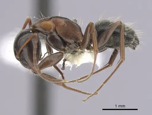 Camponotus anthrax specimen CASENT0249363 image casent0249363_3