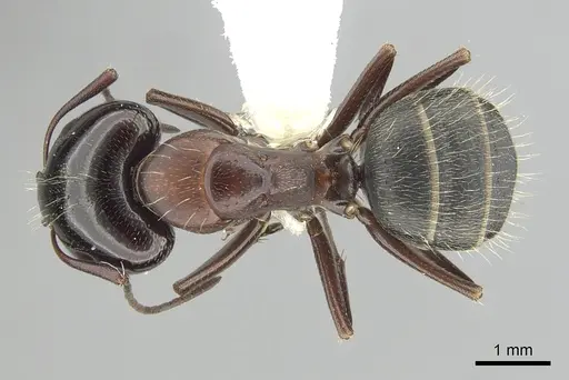 Camponotus anthrax specimen CASENT0249364 image casent0249364_1