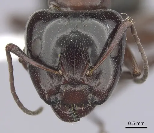 Camponotus anthrax specimen CASENT0249364 image casent0249364_2