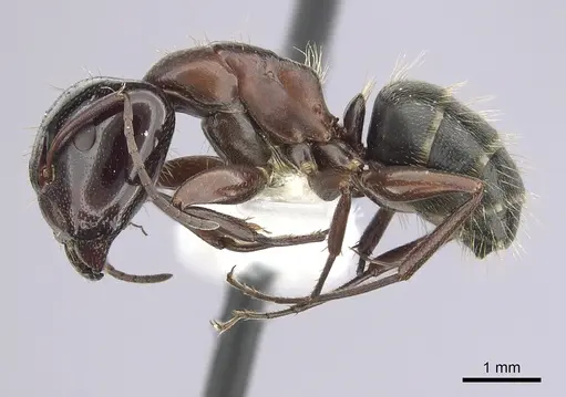 Camponotus anthrax specimen CASENT0249364 image casent0249364_3