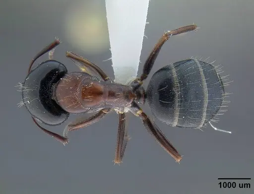 Camponotus anthrax specimen CASENT0732635 image casent0732635_1
