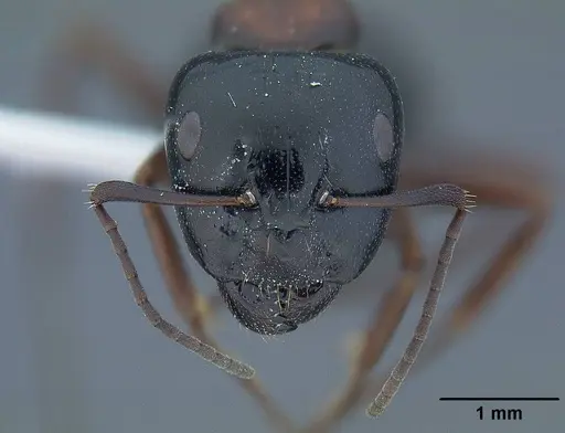 Camponotus anthrax specimen CASENT0732635 image casent0732635_2