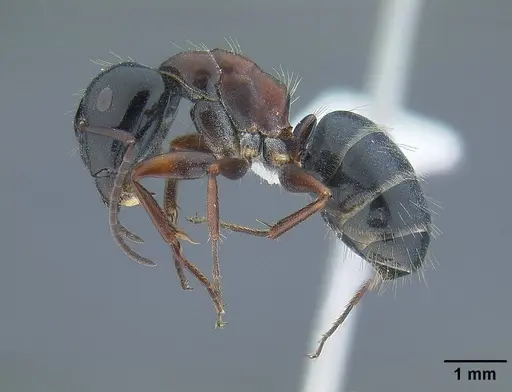 Camponotus anthrax specimen CASENT0732635 image casent0732635_3