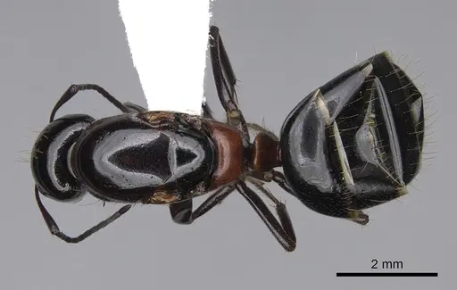 Camponotus anthrax specimen CASENT0843212 image casent0843212_1