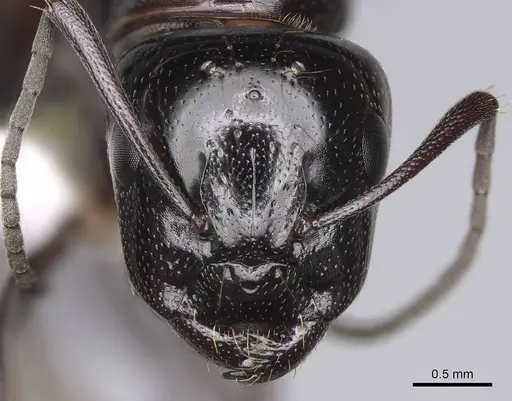 Camponotus anthrax specimen CASENT0843212 image casent0843212_2