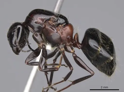 Camponotus anthrax specimen CASENT0843212 image casent0843212_3
