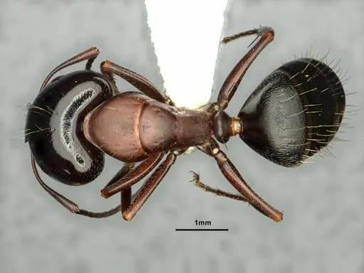Camponotus anthrax specimen CASENT0882853 image casent0882853_1