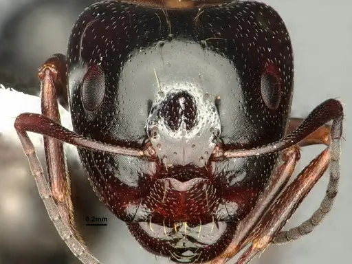 Camponotus anthrax specimen CASENT0882853 image casent0882853_2