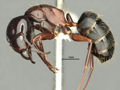 Camponotus anthrax specimen CASENT0882853 image casent0882853_3