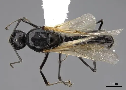 Camponotus anthrax specimen CASENT0923085 image casent0923085_1