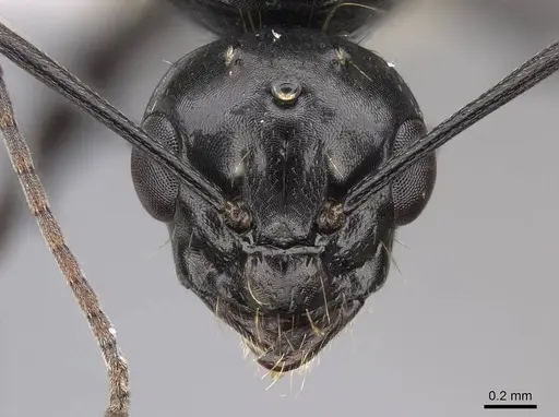 Camponotus anthrax specimen CASENT0923085 image casent0923085_2