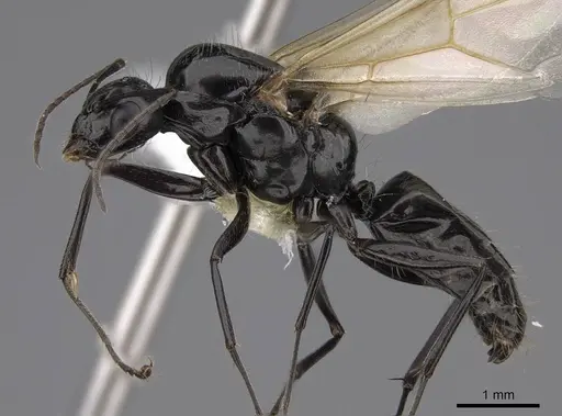 Camponotus anthrax specimen CASENT0923085 image casent0923085_3
