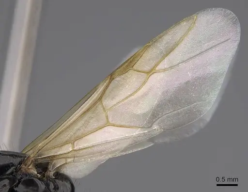 Camponotus anthrax specimen CASENT0923085 image casent0923085_4
