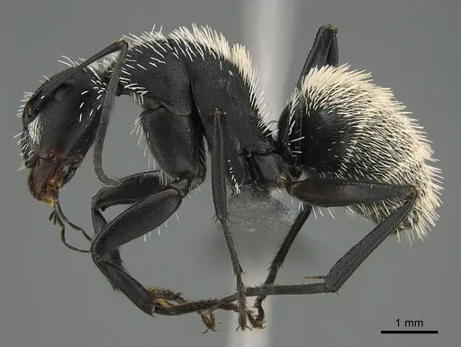 Camponotus antsaraingy specimen CASENT0371026 image casent0371026_1