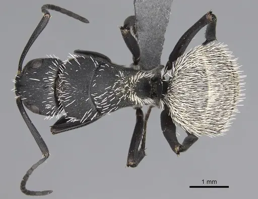 Camponotus antsaraingy specimen CASENT0371032 image casent0371032_1
