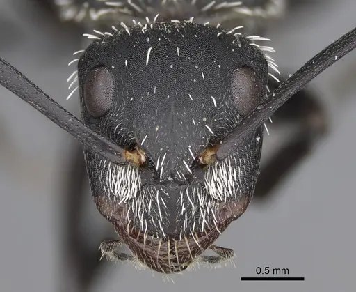 Camponotus antsaraingy specimen CASENT0371032 image casent0371032_3
