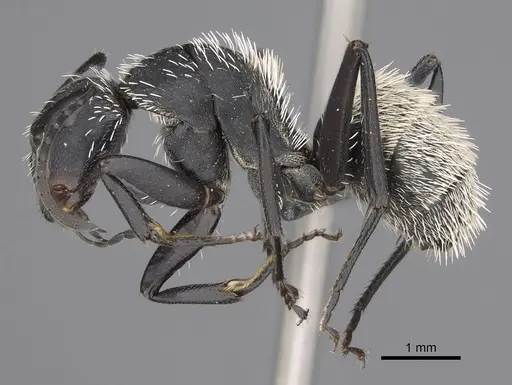 Camponotus antsaraingy specimen CASENT0371032 image casent0371032_4