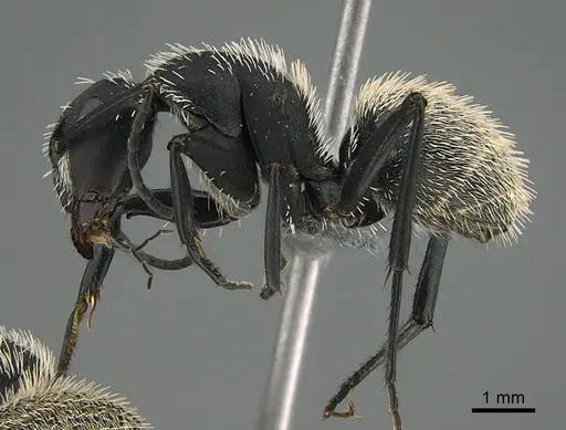 Camponotus antsaraingy specimen CASENT0371041 image casent0371041_1