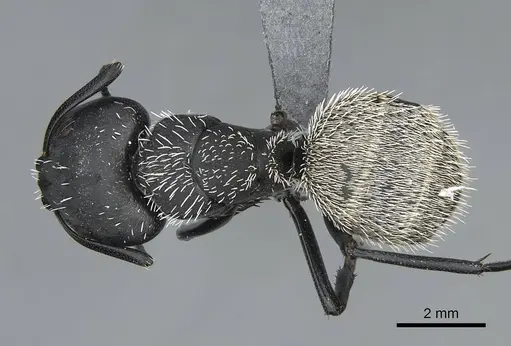 Camponotus antsaraingy specimen CASENT0840640 image casent0840640_1