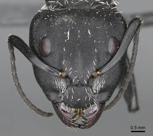 Camponotus antsaraingy specimen CASENT0840640 image casent0840640_2
