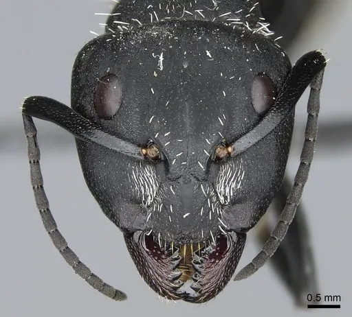 Camponotus antsaraingy specimen CASENT0840640 image casent0840640_3