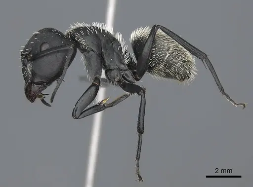 Camponotus antsaraingy specimen CASENT0840640 image casent0840640_4